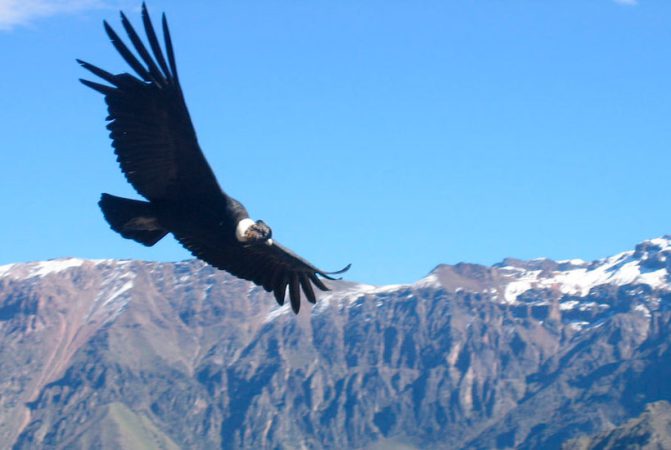 colca-condor-flying-trips