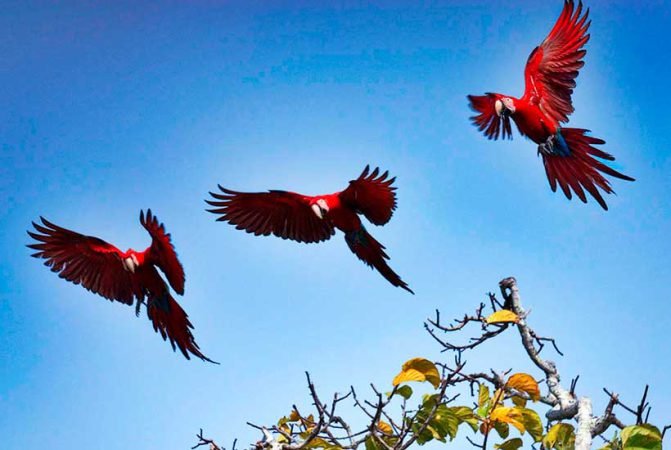 tambopata-river-tours