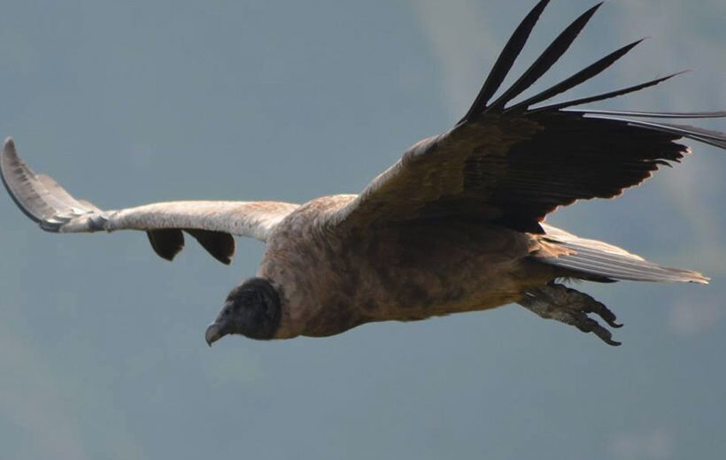 Machu Picchu & Condor Wonders: 5-Day Immersive Journey